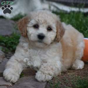 Bailey, Bich-Poo Puppy